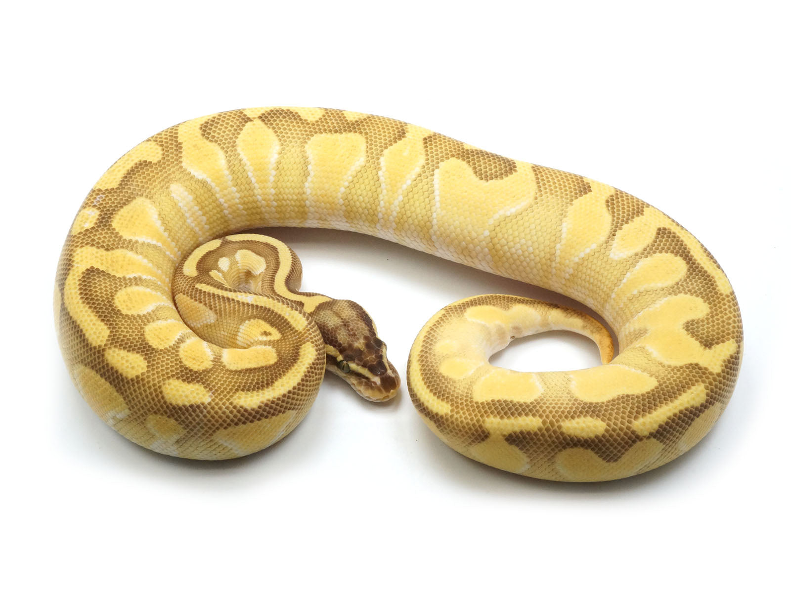 2021 Female Pastel Enchi Lesser Odium Possible Het Axanthic Possible H –  New England Reptile - NERD