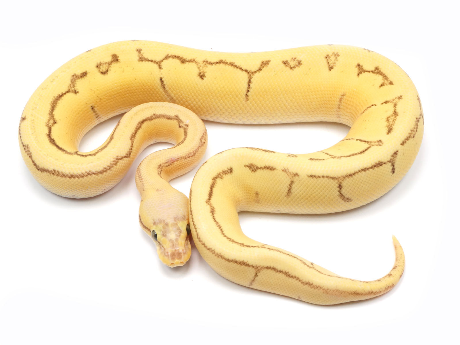 baby super pastel ball python