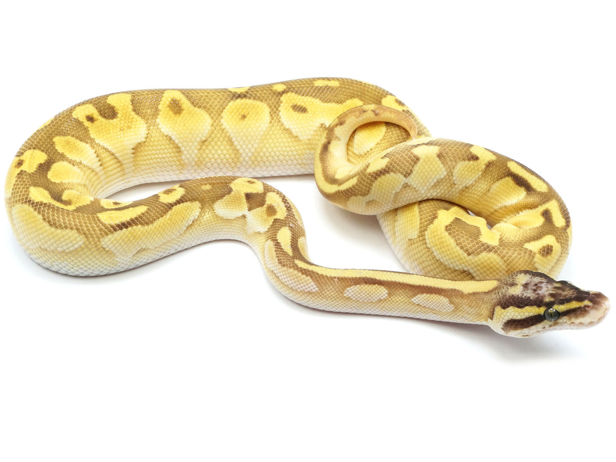 2021 Male Fire Enchi Lesser Pastel Cinnamon Ball Python – New England  Reptile - NERD