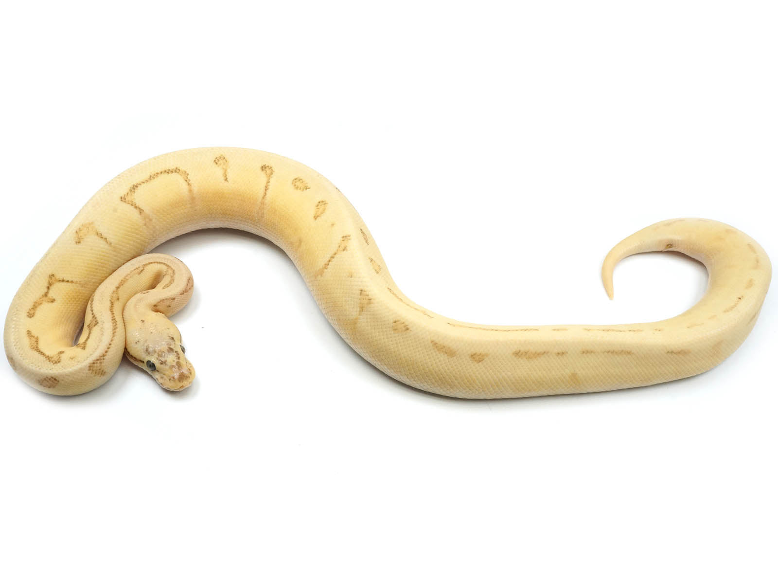 2021 Male Pastel Pinstripe Malum Orange Dream Yellowbelly Ball Python – New  England Reptile - NERD