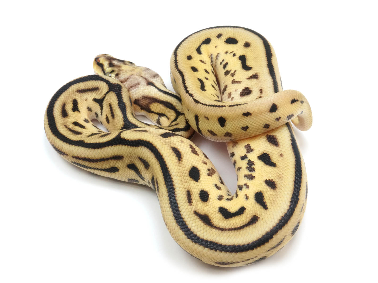 bumble bee ball python