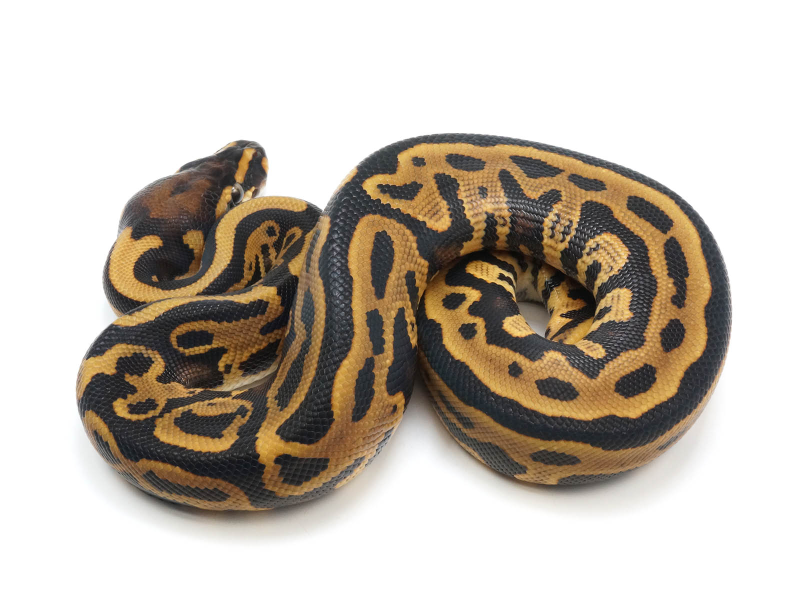 2022 Male Enchi Leopard EMG Possible Het Pied Ball Python – New England  Reptile - NERD