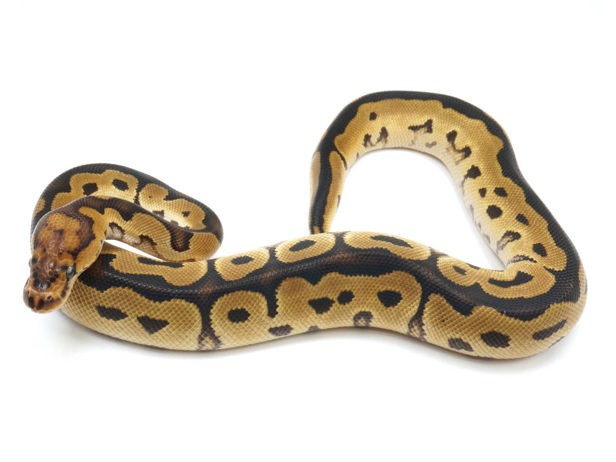 2022 Male Leopard Clown Het Pied Ball Python – New England Reptile - NERD