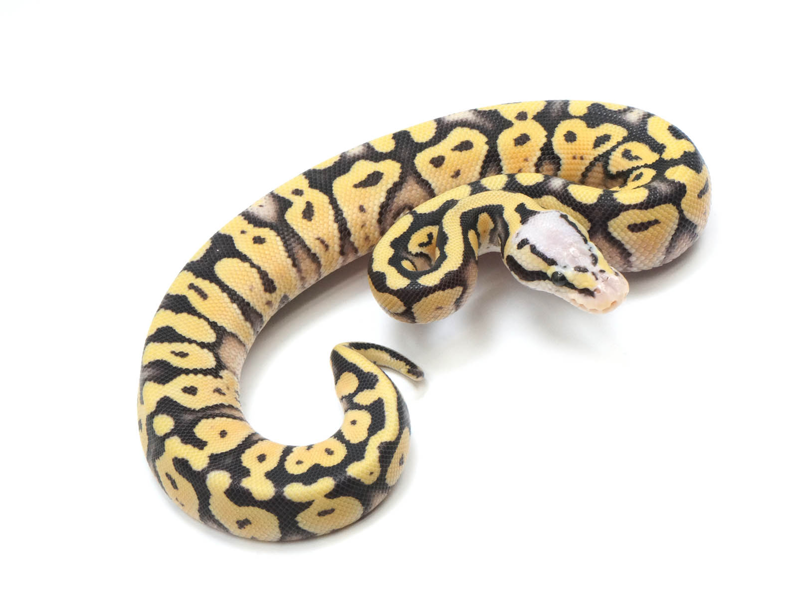2022 Male Super Pastel Desert Ghost Possible Het Clown Ball Python – New  England Reptile - NERD