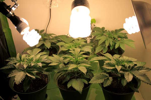 analyse Spytte ud Legende Which grow light is best for you? | GrowDaddy
