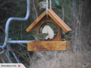 Apple seed Feeder