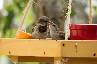 Bird feeder bird bath