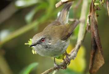 Grey Warbler