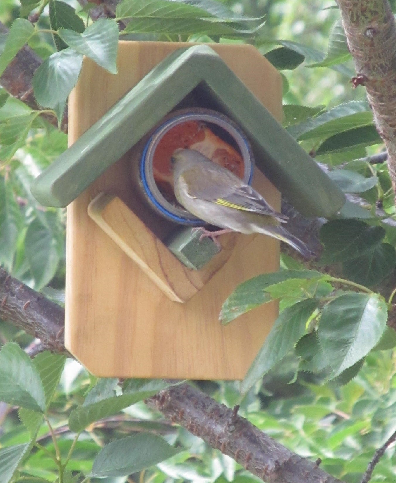 Jar Feeder 