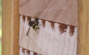 Mason Bee Wasp 6