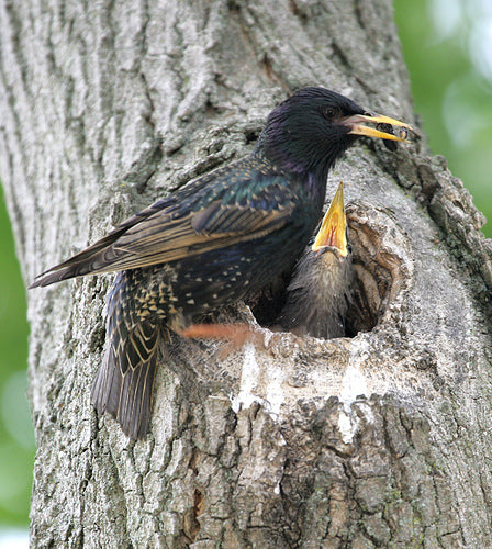 Starling