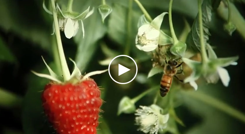 The hidden beauty of pollination