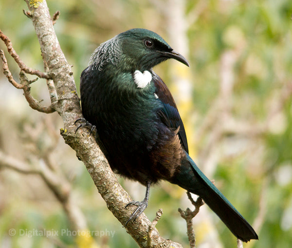 Tui