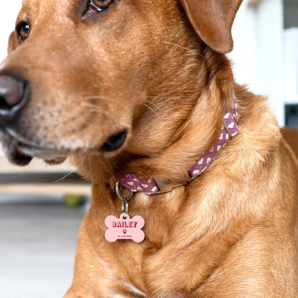Pastel Pet ID Tag for Dogs UK
