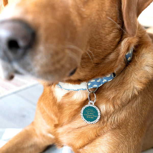 Designer Pet Id Tag for Dogs