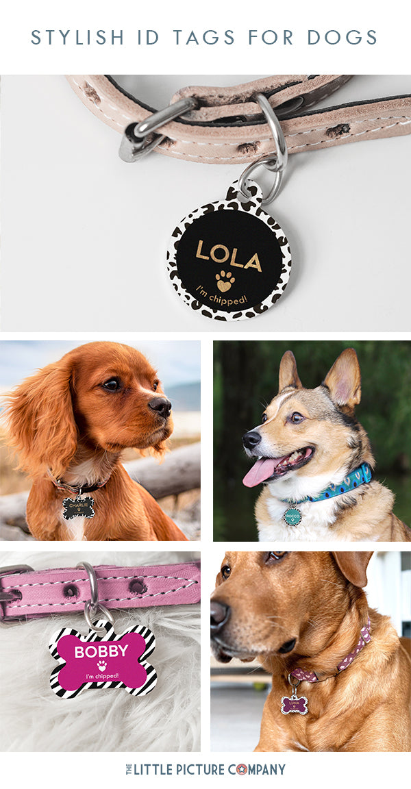 Stylish Pet ID Tags for Dogs