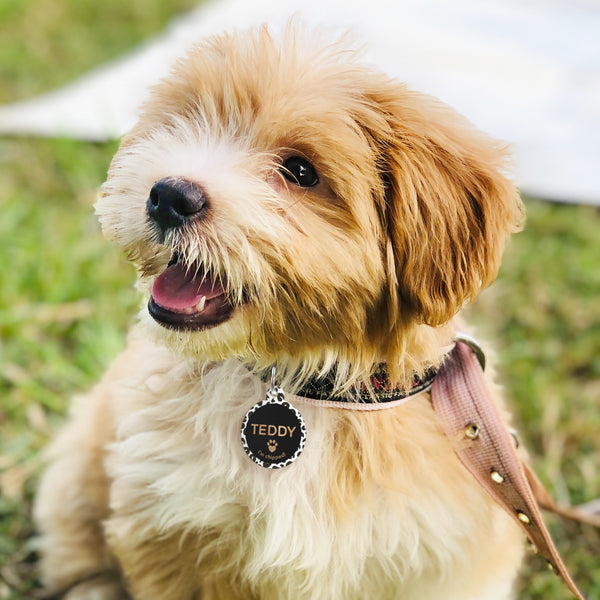 Leopard Print Pet ID Tag for dog