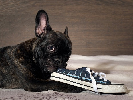 frenchie chewing shoe