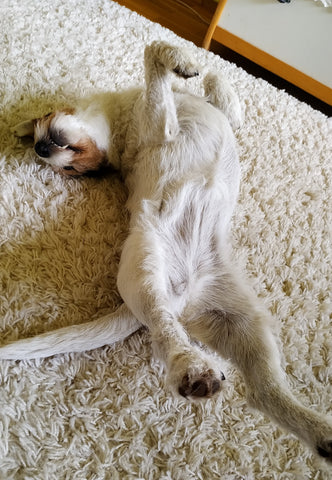 dog lying on the carpet