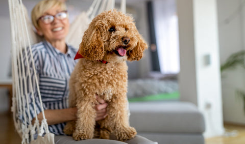 Poodle and their owner