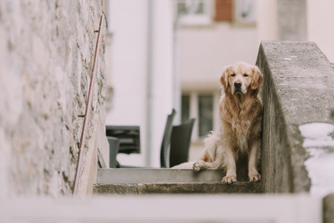 golden retriever at stairs