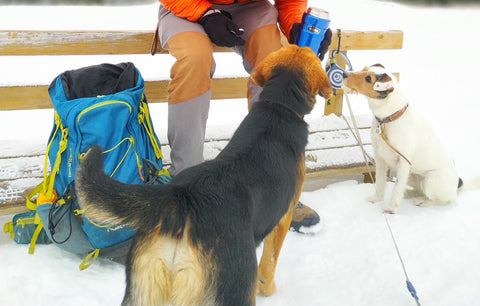 giving treats to dogs