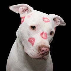 pitbull with signs of kisses from lipstick