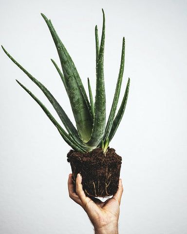 aloe vera plant