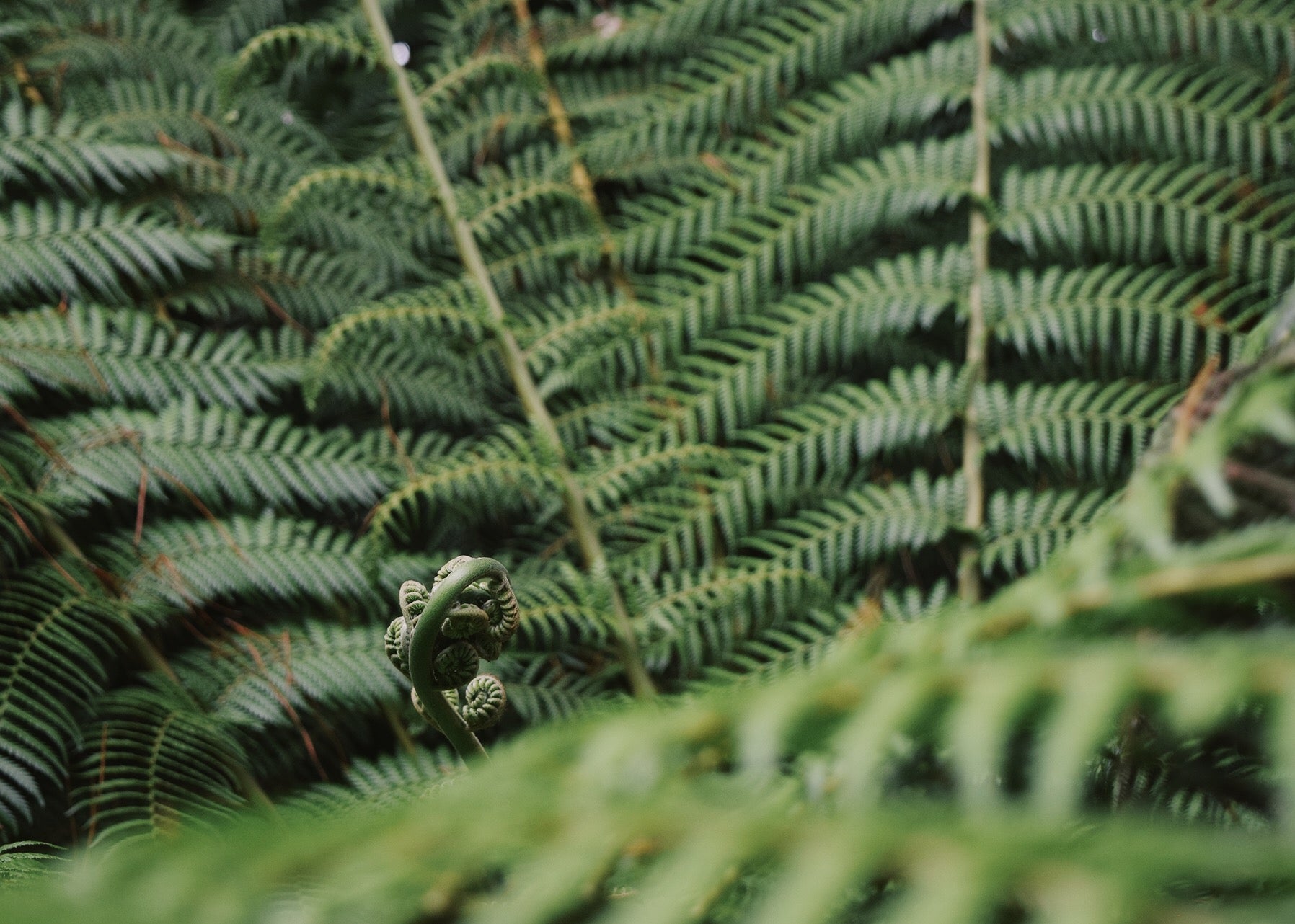 Unfurling fern at the Lost Gardens of Heligan