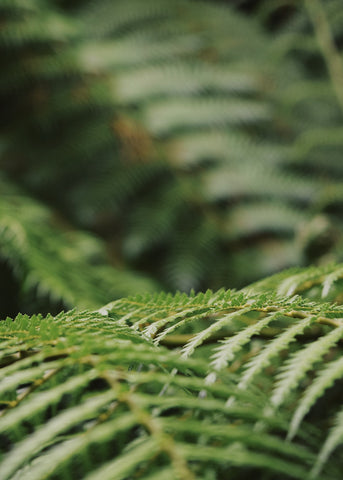 Unfurling fern at the Lost Gardens of Heligan by Dorte Januszewski