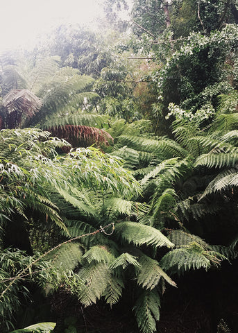 Jungle plants at The Lost Gardens of Heligan by Dorte Januszewski