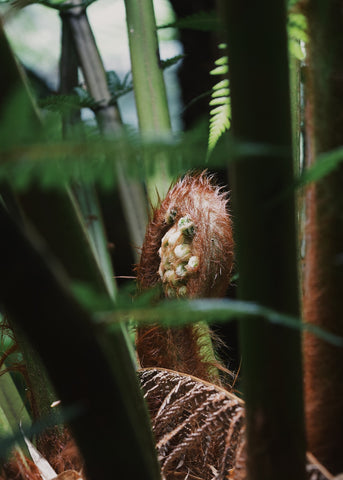 Unfurling fern at The Lost Gardens of Heligan by Dorte Januszewski