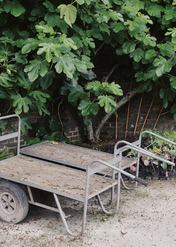 Gardens trolleys and fig tree at the Lost Gardens of Heligan by Dorte Januszewski