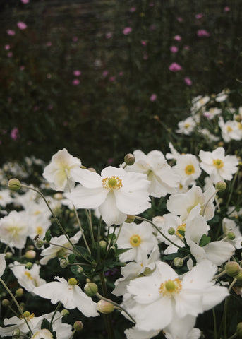 Japanese anemone at the Lost Gardens of Heligan by Dorte Jnauszewski