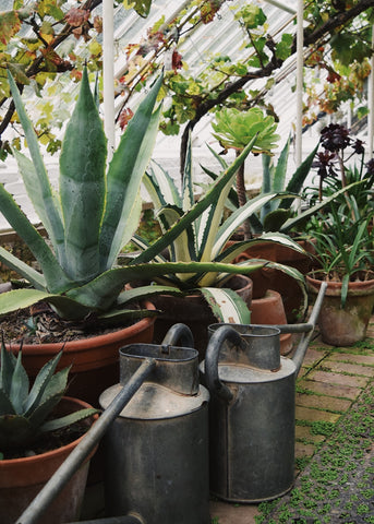 Cactus and watering cans in glasshouse at the Lost Gardens of Heligan