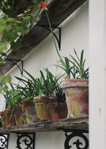Plants and plant pots in glasshouse at the Lost Gardens of Heligan by Dorte Januszewski