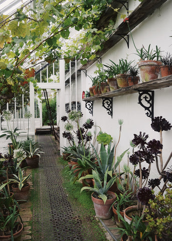 Inside one of the glasshouses at the Lost Gardens of Heligan by Dorte Januszewski