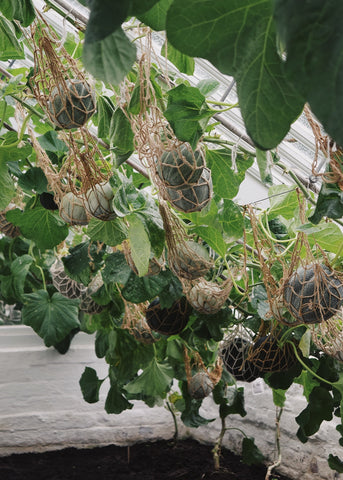 Melons in the melon house at the Lost Gardens of Heligan by Dorte Januszewski