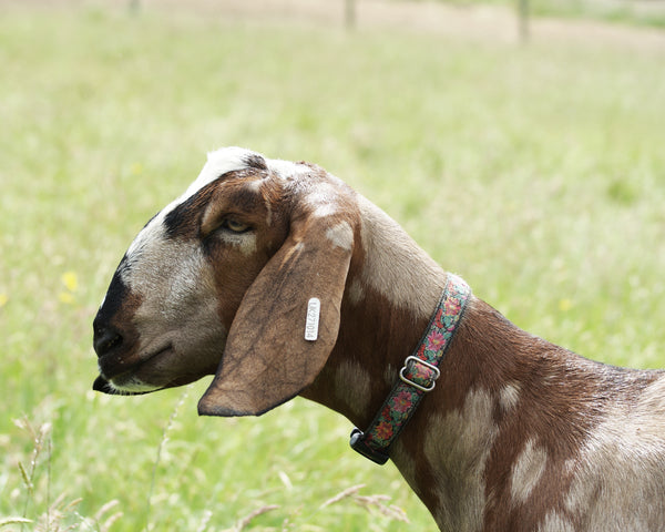 One of Amy & Jim's pedigree Anglo-Nubians goats, The Raw Soap Company