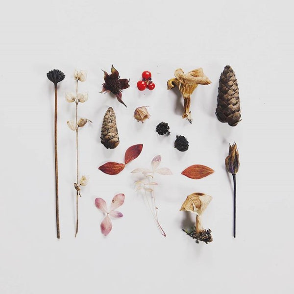 Autumn treasures for 'Simple Nature Finds' by @myrfivel