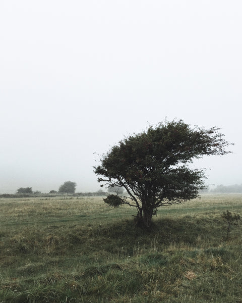 Windswept trees on the South Downs. Love how they change colour in autumn. 