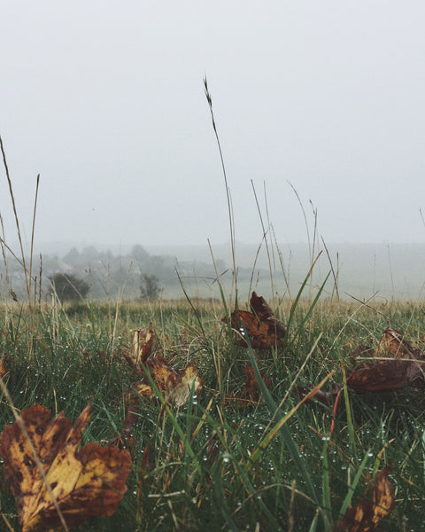 Love misty mornings on the South Downs. There are so many beautiful autumn colours, leaves and mushrooms at the moment.
