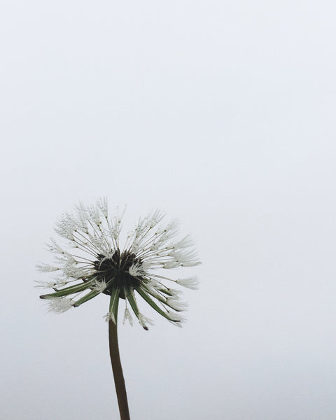 Dandelion seeds on a wet autumn morning.