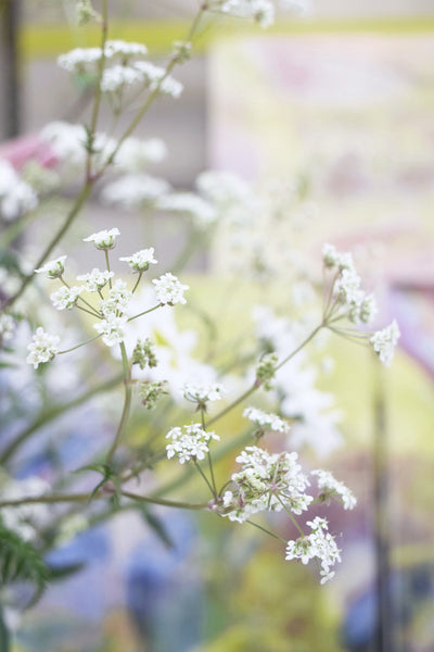 Cow parsley at Jessica Zoob's studio b y Dorte Januszewski