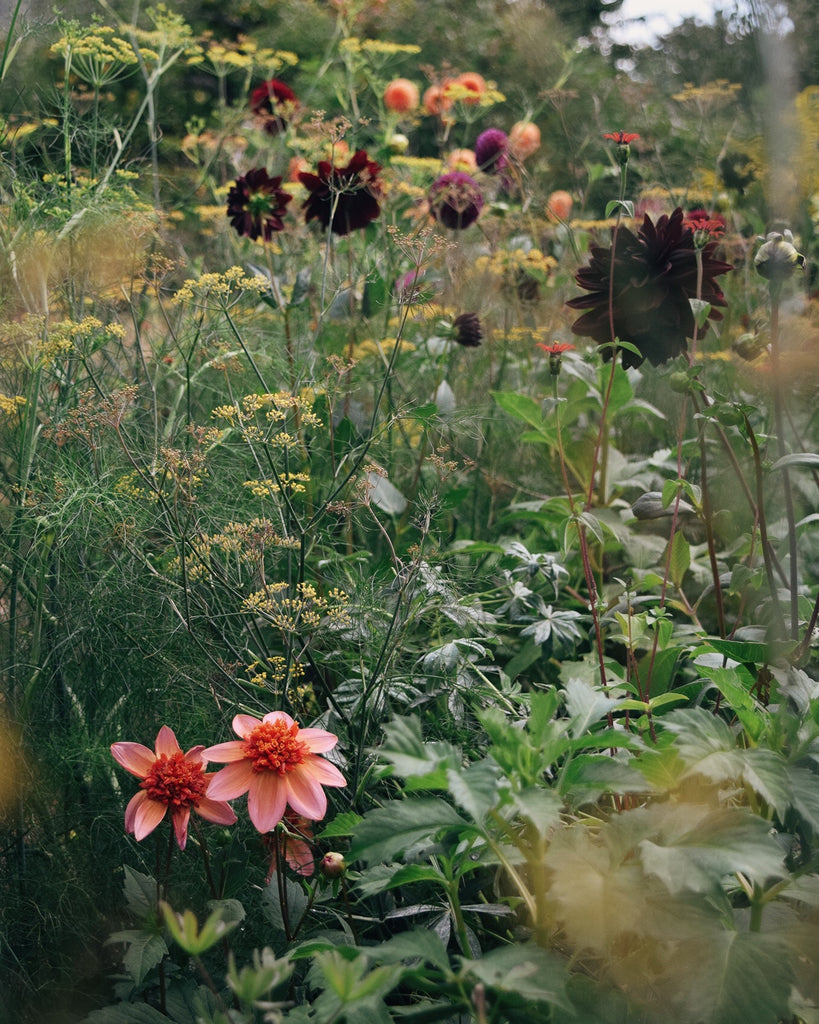 Dahlias at Monk's House in East Sussex | Lewes Map Store