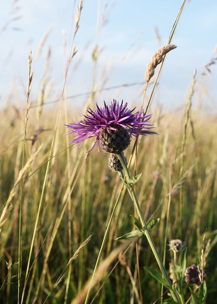 Wildflowers on the South Downs, East Sussex by Lewes Map Store