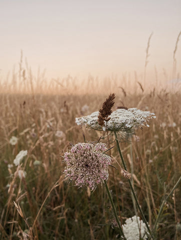 wildflowers and wild carrot on the south downs