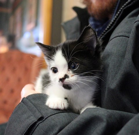 3-Week-Old Kitten Won't Poop