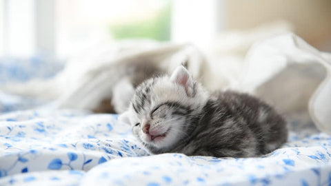 Kitten Nurses On Blanket: In-Depth Analyses From Feline Experts