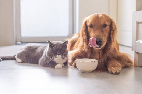 Can You Feed A Cat Dog Food In An Emergency